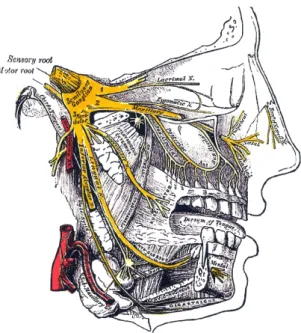 Figure 1.1: The trigeminal nerve (from Wikipedia, The Free Encyclopedia).