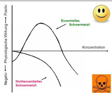 Abb. 2: Schematische Darstellung der physiologischen Wirkung von Schwermetallen. 