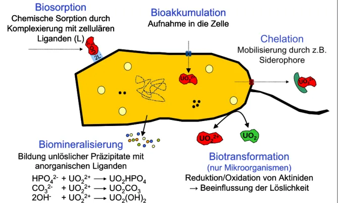 Abb. 10: Mechanismen der Wechselwirkungen von Schwermetallen am Beispiel von Uran mit  mikrobiellen und pflanzlichen Zellen 