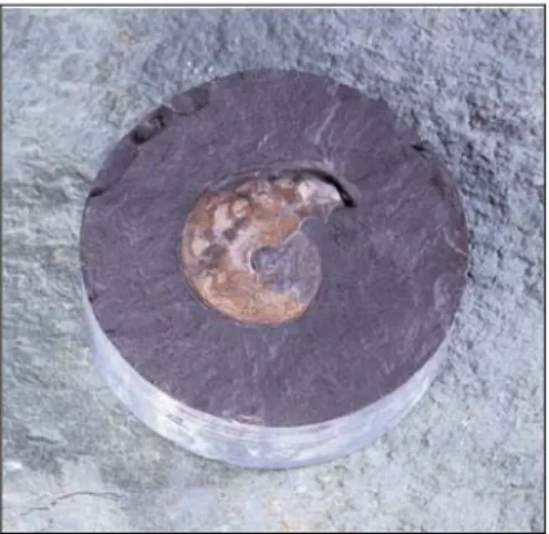 Abbildung 2: Der Ammonit Leioceras opalinum aus der Sondierbohrung Benken in der  Schweiz
