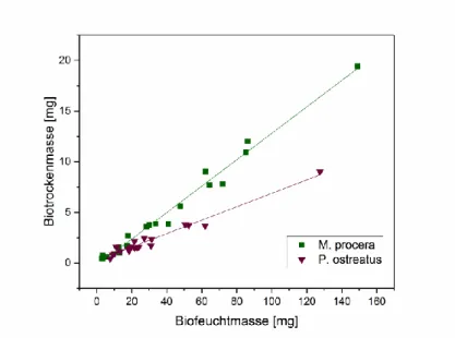 Abbildung  11:  Graphische  Darstellung  der  Abhängigkeit  zwischen  Biotrocken-  und  Biofeuchtmasse  für  M