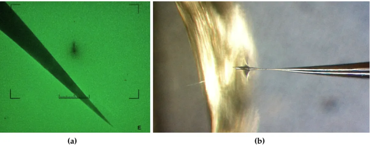 Figure 16: (a) The radius of the needle tip (here R tip ≈ 60 nm) is checked in a TEM. (b) View from an optical microscope of the re-polishing process of an APT needle in a micro-loop setup
