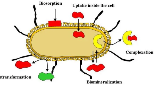 Figure I1.  Schematic illustration of microbial interactions with radionuclides. 