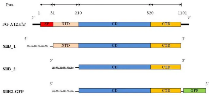 Figure M1.  Comparison of the primary structures of the natural silent S-layer protein  and its resultant newly designed fragments