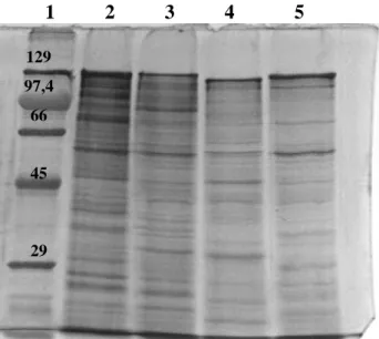 Abb. 4.1.2a: Proteinprofile der zellfreien Rohextrakte von  B. sphaericus JG-A12, NCTC 9602, WHO 2362 und CCM2177 im 10 %igen silbergefärbten SDS-Gel Spur 1: Molekulargewichtsstandard (+ 129 kDa Hüllprotein von CCM 2177).