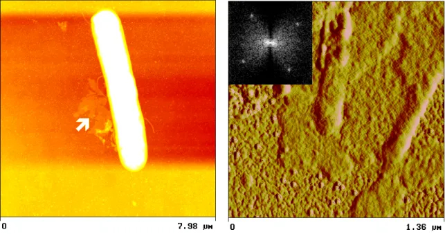 Abb. 4.2.: Im linken Bild ist eine AFM-Aufnahme (Höhenbild) von  B. sphaericus NCTC 9602 mit freier Hüllproteinschicht (siehe Pfeil) gezeigt, rechts eine  AFM-Aufnahme (Amplitudenbild) freier Hüllproteinschichten des selben Ansatzes mit eingeblendetem Powe
