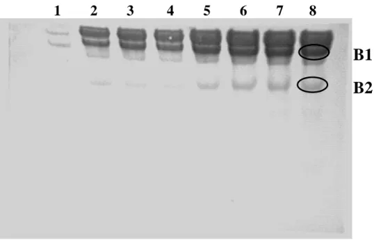 Abb. 4.6.2c.: PVDF-Membran gefärbt mit Ponceau S (Ansatz 5, Kap 3.10.2): Hüllprotein von B