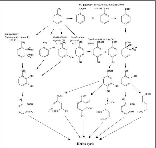 FIG. 1: Bacterial pathways for the degradation of toluene:  ortho- and meta-cleavage  pathways (45, 46, 58, 106, 114, 132, 133).(130, 131) (112) (57)  (104)  (44,45)  xyl-pathway:Pseudomonas putida pWW0tod-pathway: Pseudomonas putidaF1PseudomonasmendocinaP