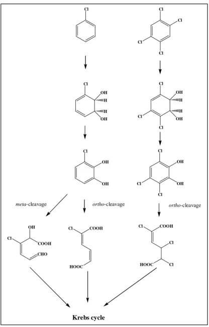 FIG. 2: Degradation of chlorobenzene via ortho- and  meta-cleavage  (59, 76, 105) and of  1,2,4,5-tetrachlorobenzene via  ortho-cleavage (7)