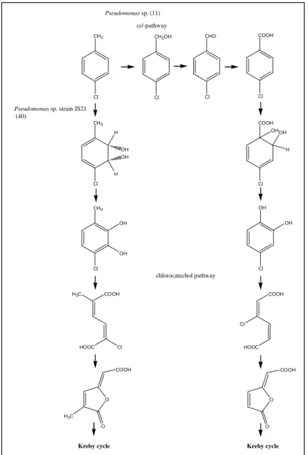 FIG. 3: Degradation of 4-chlorotoluene by  Pseudomonas sp. strain JS21, a derivative of the  strain JS6 (40) and a constructed hybrid strain of Pseudomonas sp., resulting from  the mating of the strains B13 and PaW1 (11)