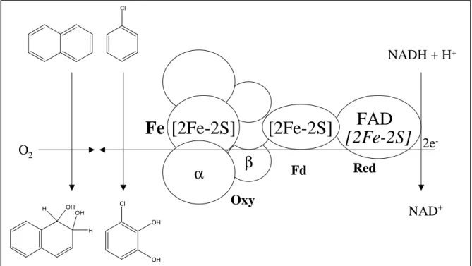 FIG. 4: Typical biochemical organization of the toluene/benzene and napthalene  dioxygenase system (5)