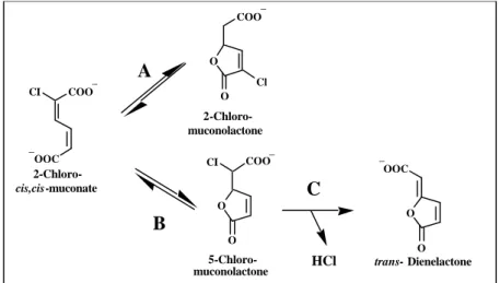 FIG. 6: Transformation of 2-chloro-cis,cis-muconate by muconate and chloromuconate  cycloisomerases
