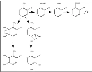 FIG. 7: Metabolism of 2-chlorotoluene by  Ralstonia sp. str. PS12 as described by Lehning  (74,75)