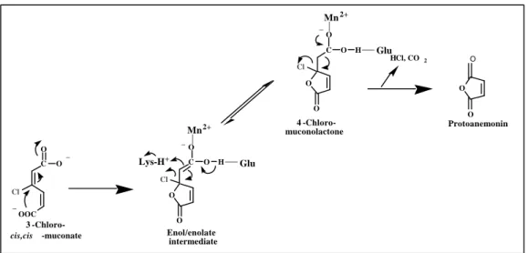 FIG. 8: Mechanism of protoanemonin formation from 3-chloro-cis,cis-muconate catalyzed  by muconate cyclosiomerase (10, 60)