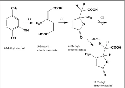 FIG. 9: Degradation of 4-methylcatechol.  Enzymes involved are: catechol 1,2-dioxygenase (DO),  muconate- or chloromuconate cycloisomerase (CI); 4-methylmuconolactone methylisomerase (MLMI) is  harbored by  Ralstonia eutropha JMP134, enabling the strain to