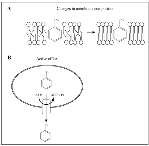 FIG. 10: Mechanisms for solvent tolerance in bacteria.  A: Decreasing of the membrane fluidity by  increasing the degree of saturation of membrane lipids