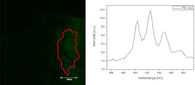 Abbildung 5-10: CLSM Abbildung und Spektrum von Autunit Anregung mit 750 nm (Abbildung im xyz-Mode; 