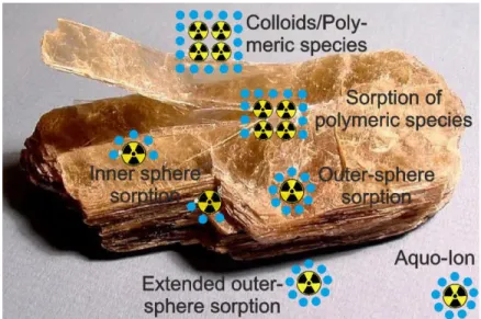 Abbildung 4: Adsorptionsprozesse von Radionukliden mit Mineraloberflächen. 