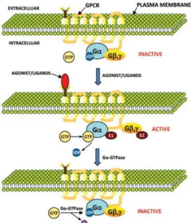 Figure 1.4: Activation cycle of G-Protein coupled Receptors upper panel: inactive state, middle: ligand binding leads to conformational changes, nucleotide  ex-change and dissociation of G-protein subunits G β γ; lower panel: dissociation of the ligand; fr