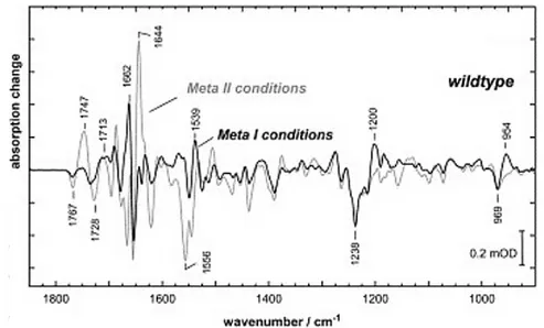 Figure 3.9: FTIR difference spectra of wild type rhodopsin from [40], see table 3.2 for details.