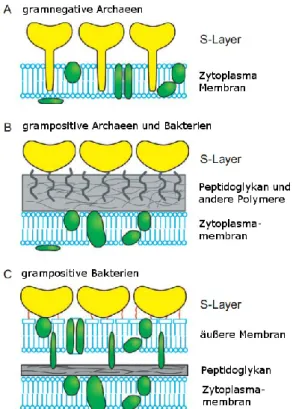 Abbildung 2: Schematische Darstellung des Zellwandaufbaus von Prokaryonten nach Sleytr et