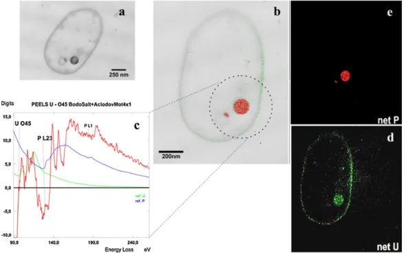 Fig. 5. EF-TEM analysis of an ultrathin-sectioned A. facilis sample after uranium removal