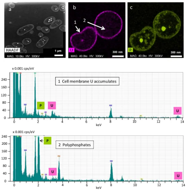 Fig. 2. STEM/HAADF images of A. facilis cells and PPGs with high electron density (a)