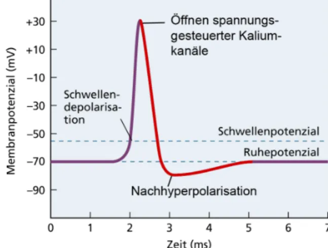 Abb. 1.  Zeitlicher Verlauf eines Aktionspotentials.  Bei Überschreiten des Schwellenpotentials  öffnen alle spannungsgesteuerten Natriumkanäle, was zu einer raschen  Depolarisation führt