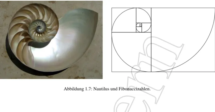 Abbildung 1.7: Nautilus und Fibonaccizahlen.