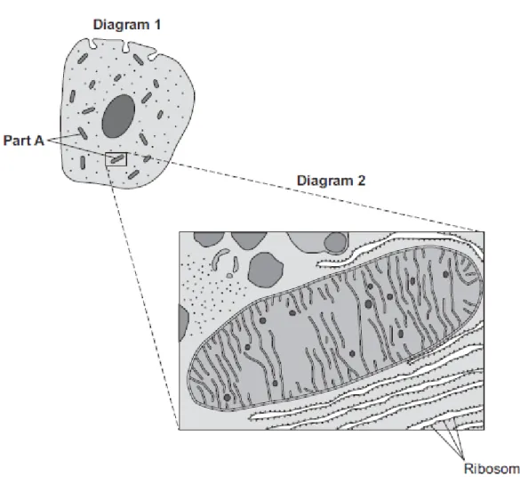 Diagram 2 shows part of the cell seen under an electron microscope.