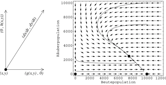 Abbildung 7: Differentialgleichungssystem als Vektorfeld. Links: Ein einzelner Punkt (x, y) mit angeheftetem Geschwindigkeitsvektor ( ˙ x, y) = (g(x, y), h(x, y))