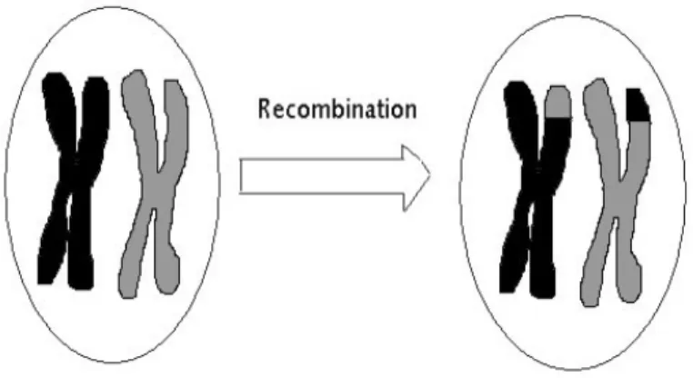 Figure 2.1: Single recombination event by crossing over of chromosomes during meiosis.