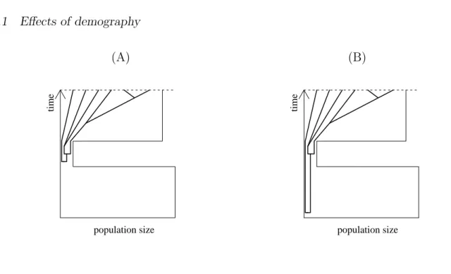 Figure 7.2: Two cases in a bottleneck mode. (A) Only one ancestral line survives the bottleneck