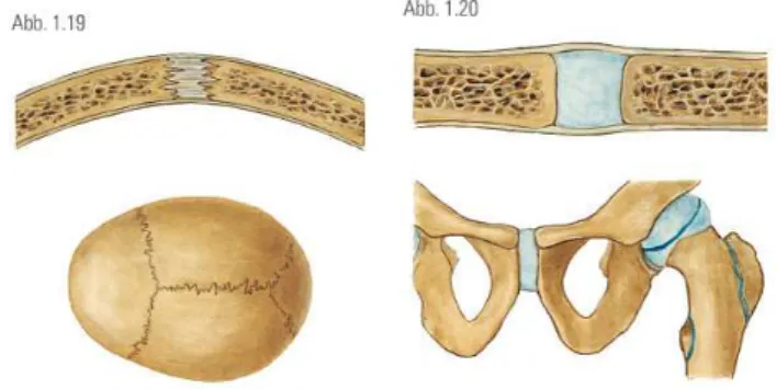 Abb. 1. Übersicht der Synarthrosen: In der Knochenhaft (Junctura ossea) sind Kno- Kno-chen miteinander verschmolzen (links, z.B