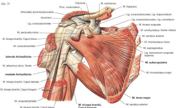 Abb. 1. Muskeln, Bänder und Schleimbeutel des Schultergelenks, Ventralansicht.  (Aus: Sobotta Atlas der Anatomie des Men- Men-schen©