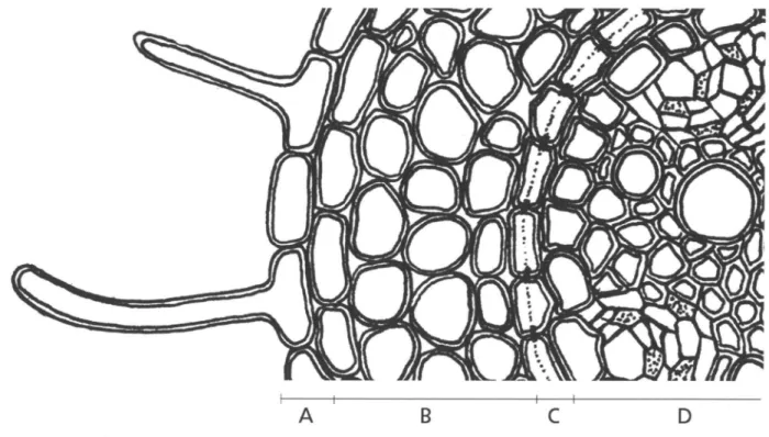 Abb.  G2 Schematische Darstellung eines Wurzelquerschnittes. 