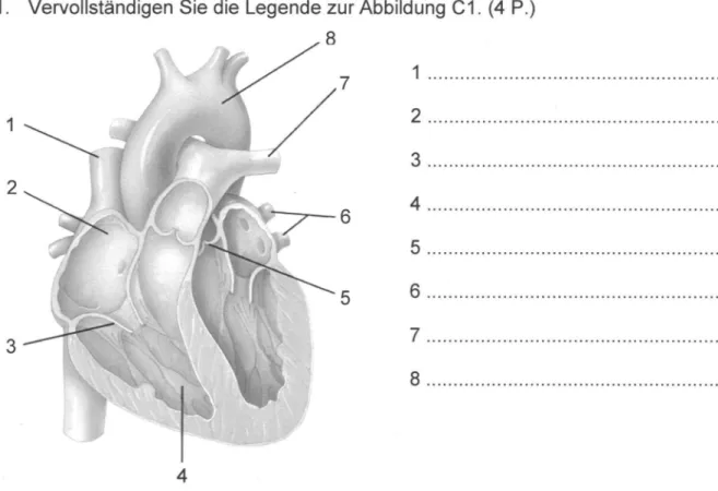Abb.  C1  Schematische Darstellung des Herzens im Längsschnitt 