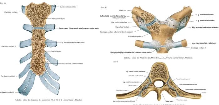 Abb. 2. Darstellung der Verbindungen von Rippen und Sternum sowie von Manubrium sterni und Corpus sterni  (links)