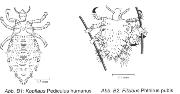 Abb.  B1: Kopflaus  Pediculus humanus  Abb.  B2: Filzlaus  Phthirus pubis 