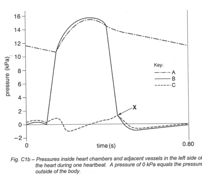 Fig.  C1 b-  Pressures inside heart chambers and adjacent vessels in the left side of  the heart during one heartbeat