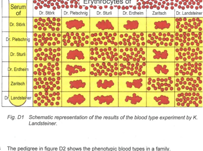 Fig.  D1  Schematic representation of  the results of  the blood type experiment by K