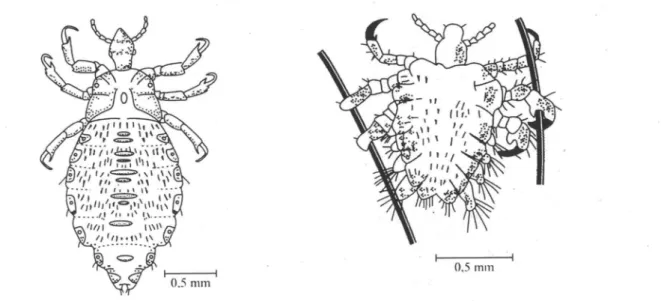 Fig.  B1-  Head louse  Pediculus humanus  Fig.  B2: Pubic louse,  Phthirus pubis  a  Assign the lice to a systematic group