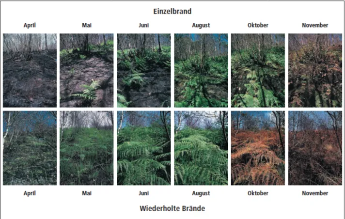 Abbildung 7: Unterschiedliche Koloniesierungsgeschwindigkeit der Vegetation von einmal gebrannten Flächen (oben)  und mehrmals gebrannten Flächen (unten) im Kastanienni