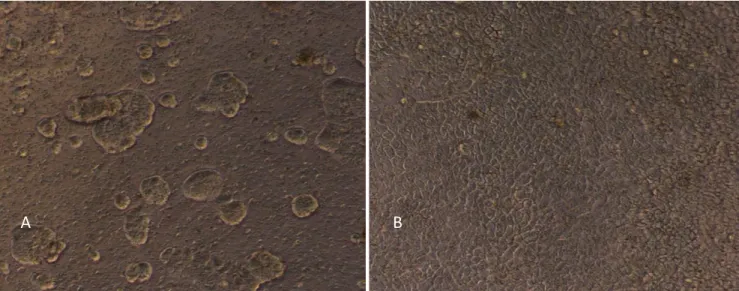 Abbildung 5: A: Caco-2-Zellen auf der Membran während des Bewachsens B: Caco-2-Zellen konfluent auf der Membran (Fotos: 