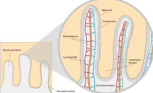 Abbildung 3: Ausschnitt aus dem Dünndarm. A: Auffaltung der Submukosa, B: Vergrößerung der  etwa 1 mm hohen und 0,1 mm dicken Dünndarmzotten