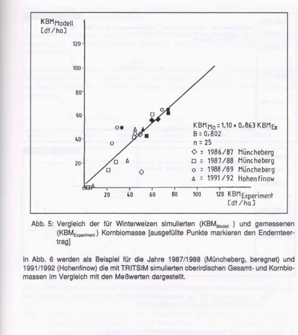 Abb. 5: Vergleich der für Winterweizen simulierten (KBM Modell  ) und gemessenen (KBM Experiment ) Kornbiomasse [ausgefüllte Punkte markieren den  Endernteer-trag]