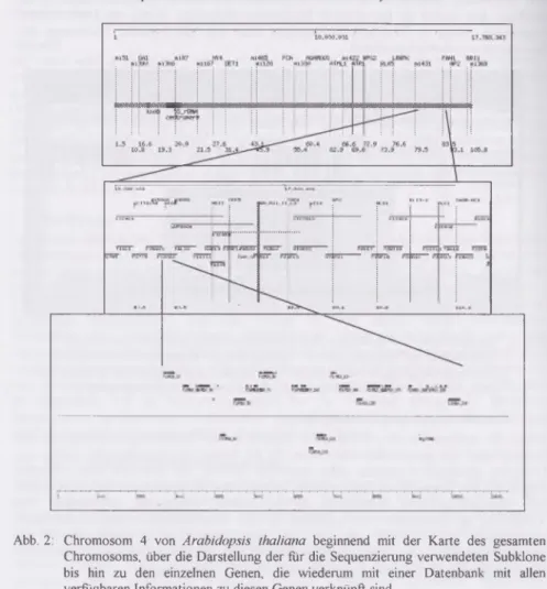 Abb.  2:  Chromosom  4  von  Arabidopsis  thaliana  beginnend  mit  der  Karte  des  gesamten  Chromosoms,  über die  Darstellung  der für die  Sequenzierung  verwendeten  Subklone  bis  hin  zu  den  einzelnen  Genen,  die  wiederum  mit  einer  Datenbank