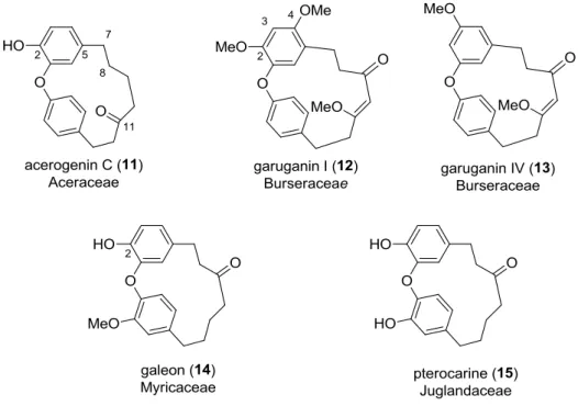 Fig. 4: Typical representatives of the diphenyl ether type diarylheptanoids 