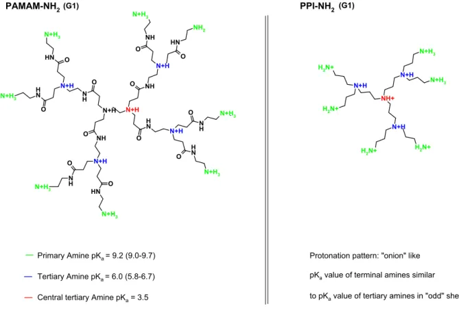 Figure 2.4: PAMAM-NH 2 dendrimer and PPI-NH 2 dendrimer in a protonated state