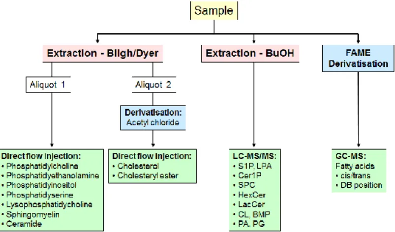 Figure 13 shows a short overview of the workflow of analyzing the different lipid classes